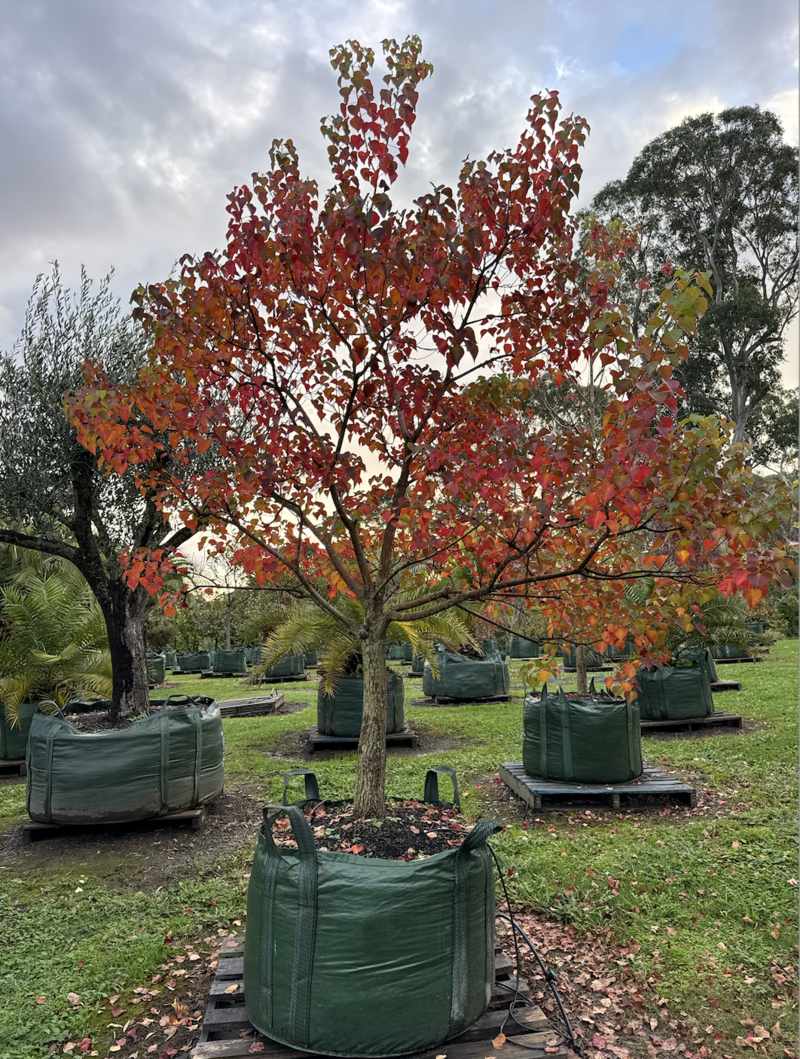 Triadica sebifera - Chinese Tallow Tree - Mature Trees Sydney - Go Green Nurseries