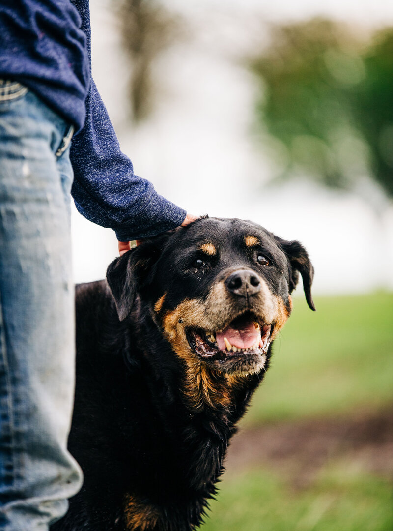 old rottweiler being patted by owner