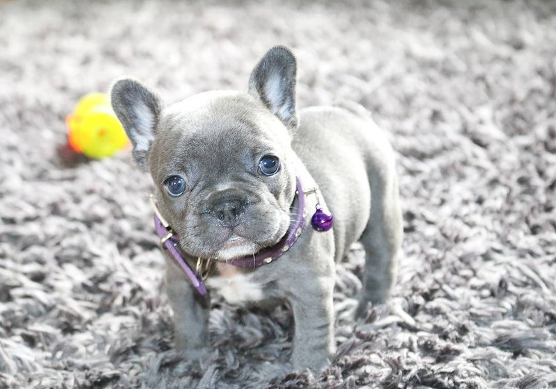 lavish french bulldogs price