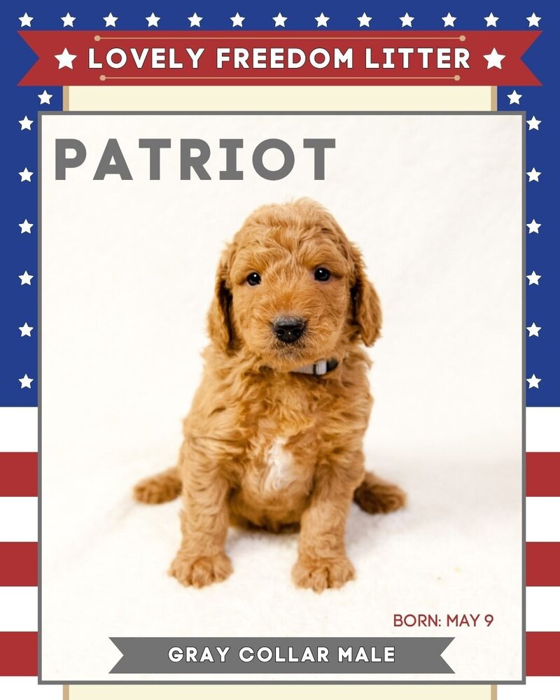 Freedom - Gray Patriot Male