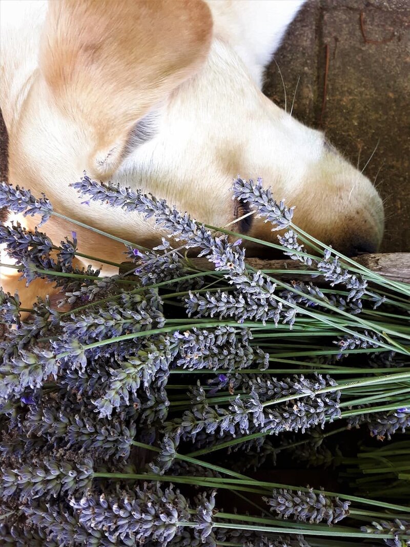 A golden Labrador resting beside a bundle of fresh lavender, inviting visitors to sign up for gardening tips and seasonal updates.