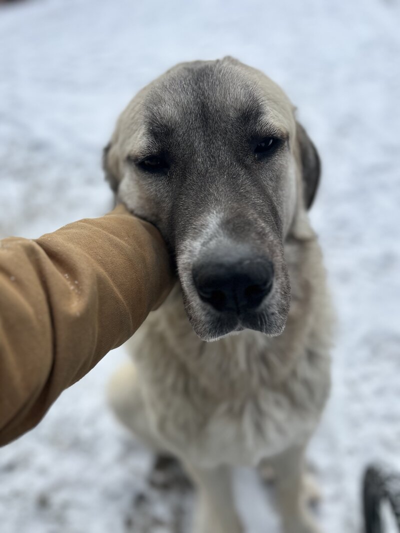 Five-star dog boarding services—trusted by pet parents in Kamloops.