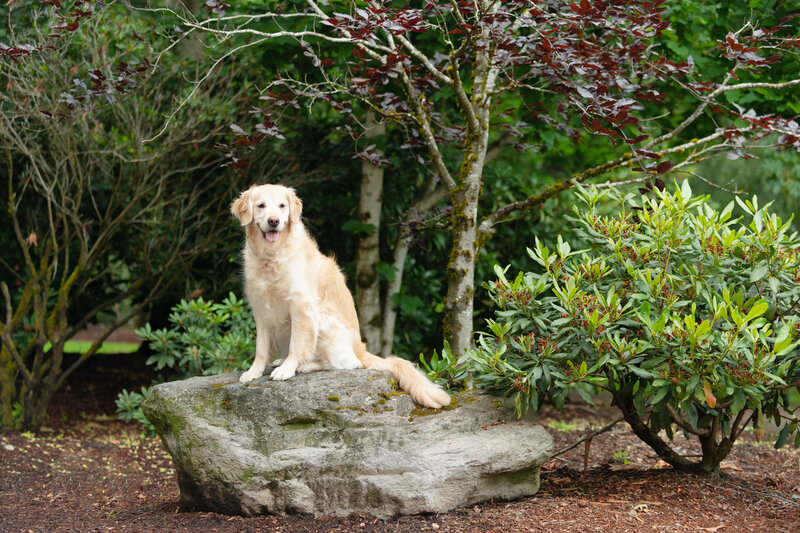 Dog posing on rock