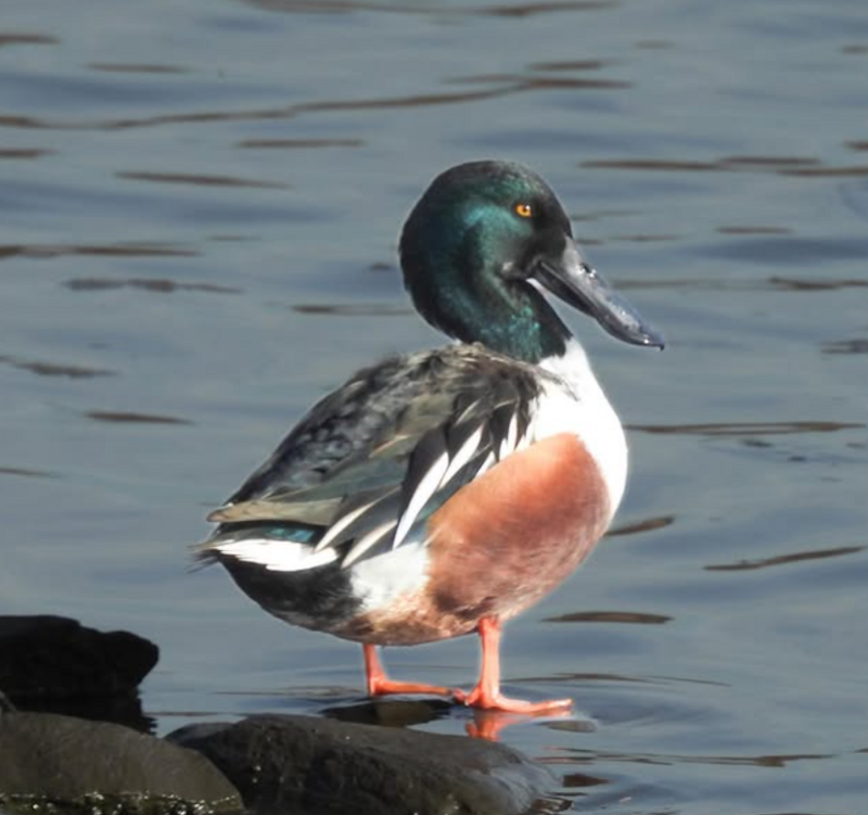Duck