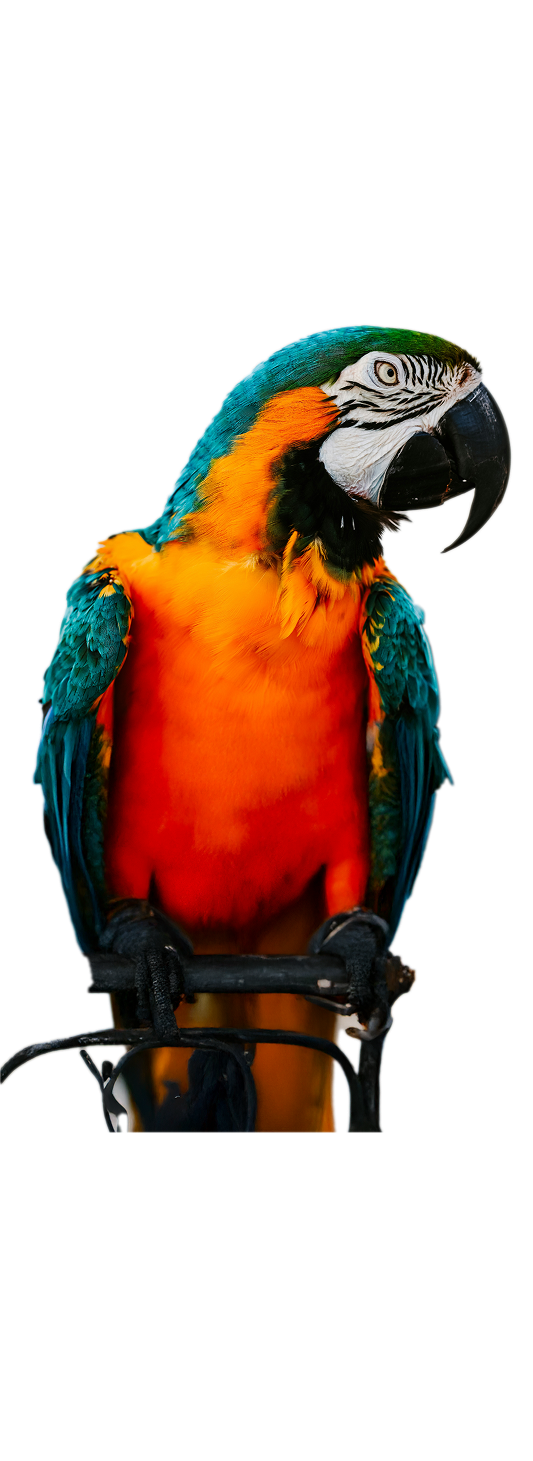 brightly colored macaw parrot 