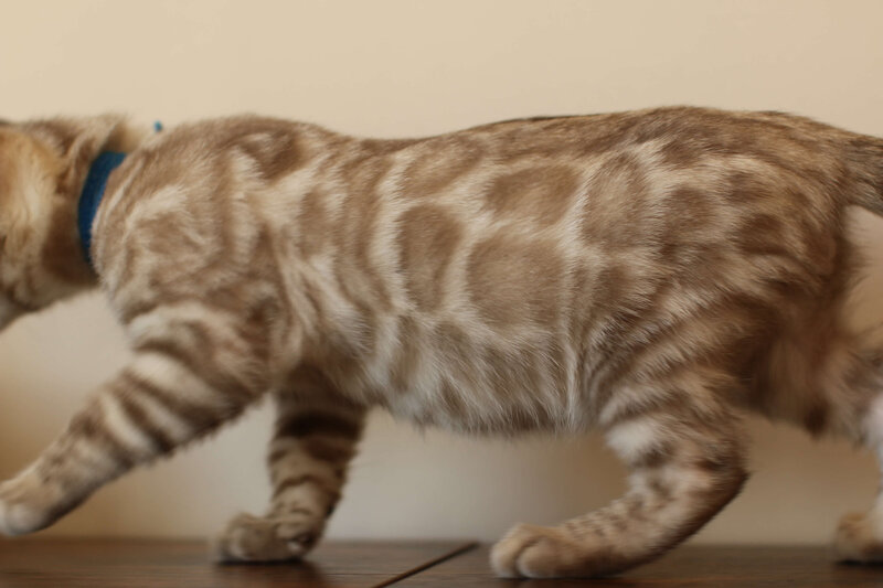 Sienna x Benny_Blue_4