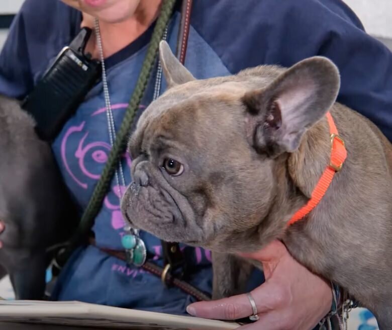 Someone holding a small dog under their arms