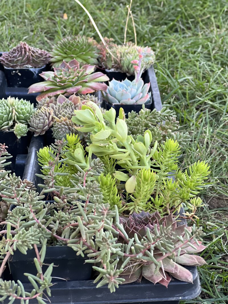 A hens-and-chicks succulent plant nestled between two large rocks on a bed of multicolored gravel, demonstrating drought-tolerant landscaping.