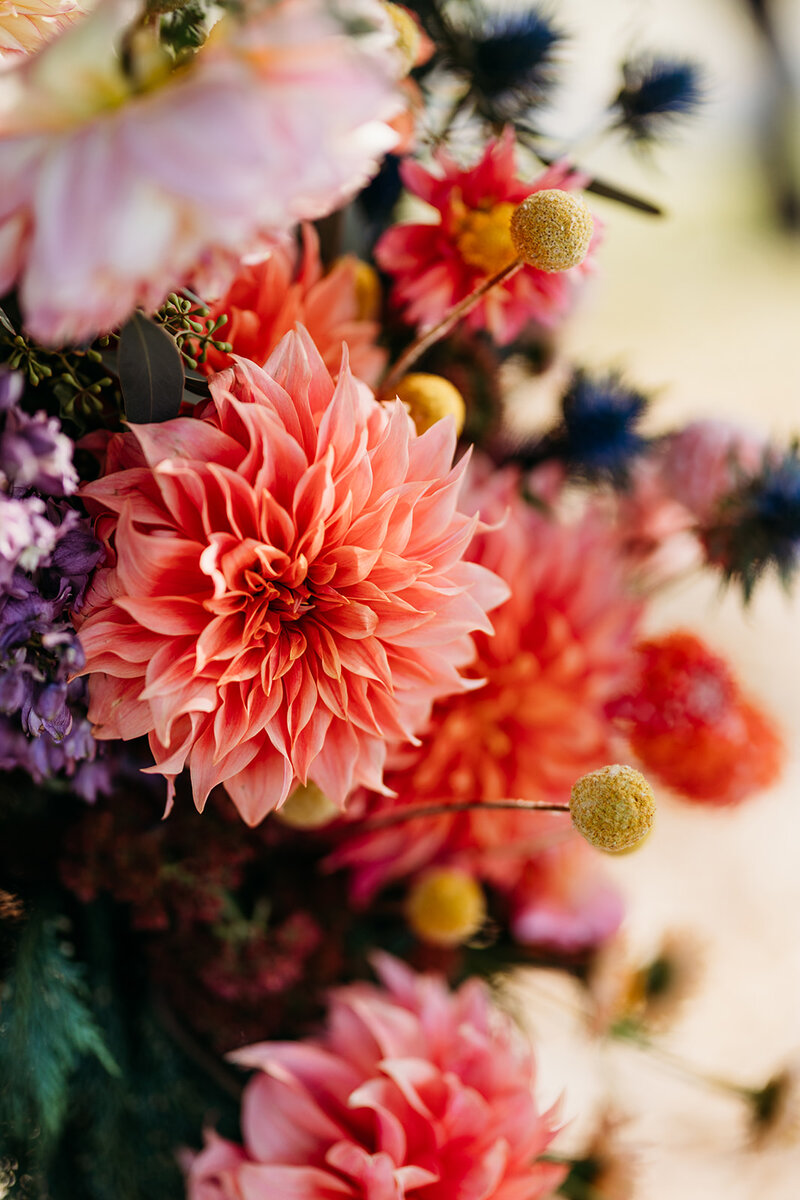 Close up of vibrant dahlia flowers in a wedding ceremony arbor by 	Twyllo Flower Farm. Photo by Acacia and Grace Photography | Canberra Wedding Photographer