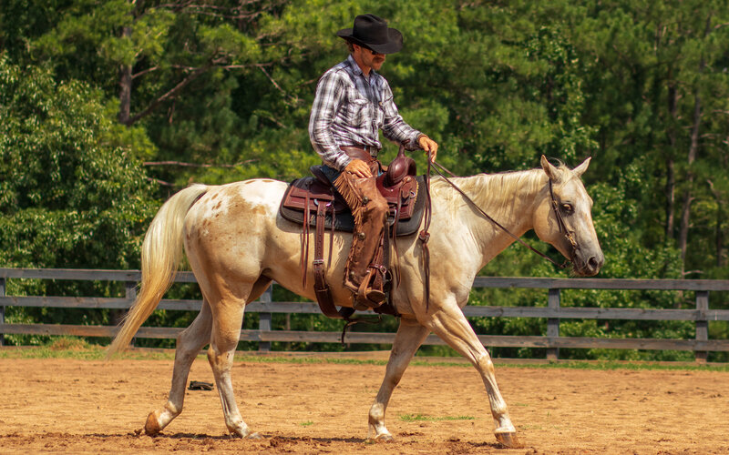 Open range horseback ride at luxury western ranch with cattle