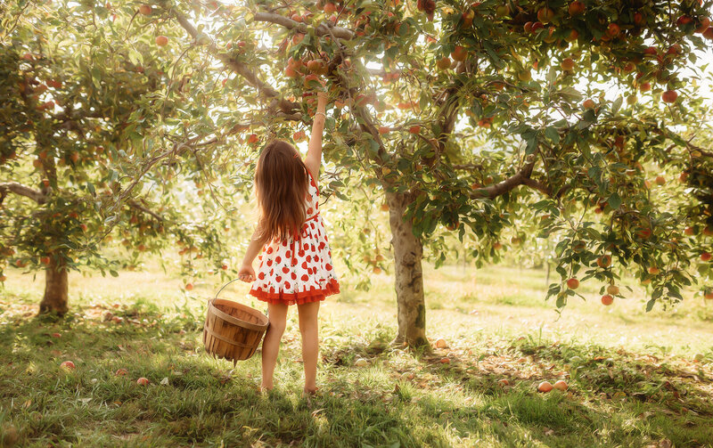 Little girl picks apples during Family Portrait Session in an Apple Orchard in Asheville, NC.