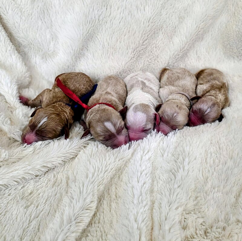 Cavapoo puppies for sale