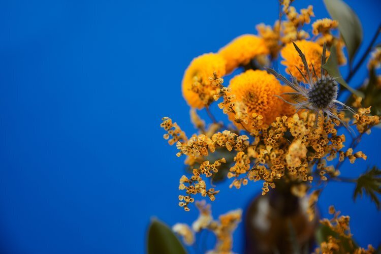yellow flowers with bright blue background