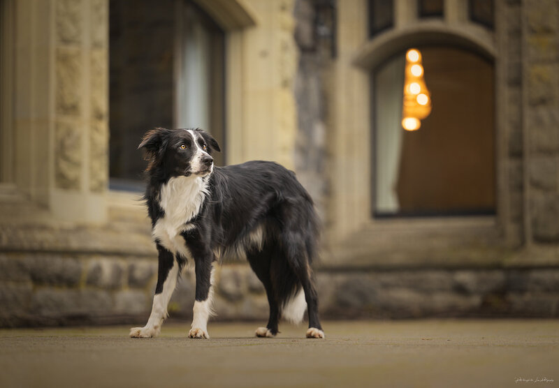 An elegant Border Collie portrait photography stands guard in the grandeur of Hatley Castle, Victoria, BC, with its historic architecture serving as a noble backdrop.