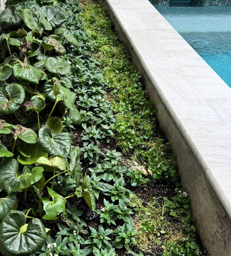 showit draft  (283 x 225 px) (9)