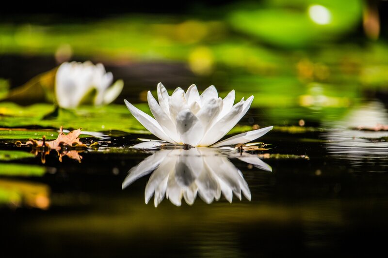 Bloomed white water lily floating on top of pond surrounded by green lily pads