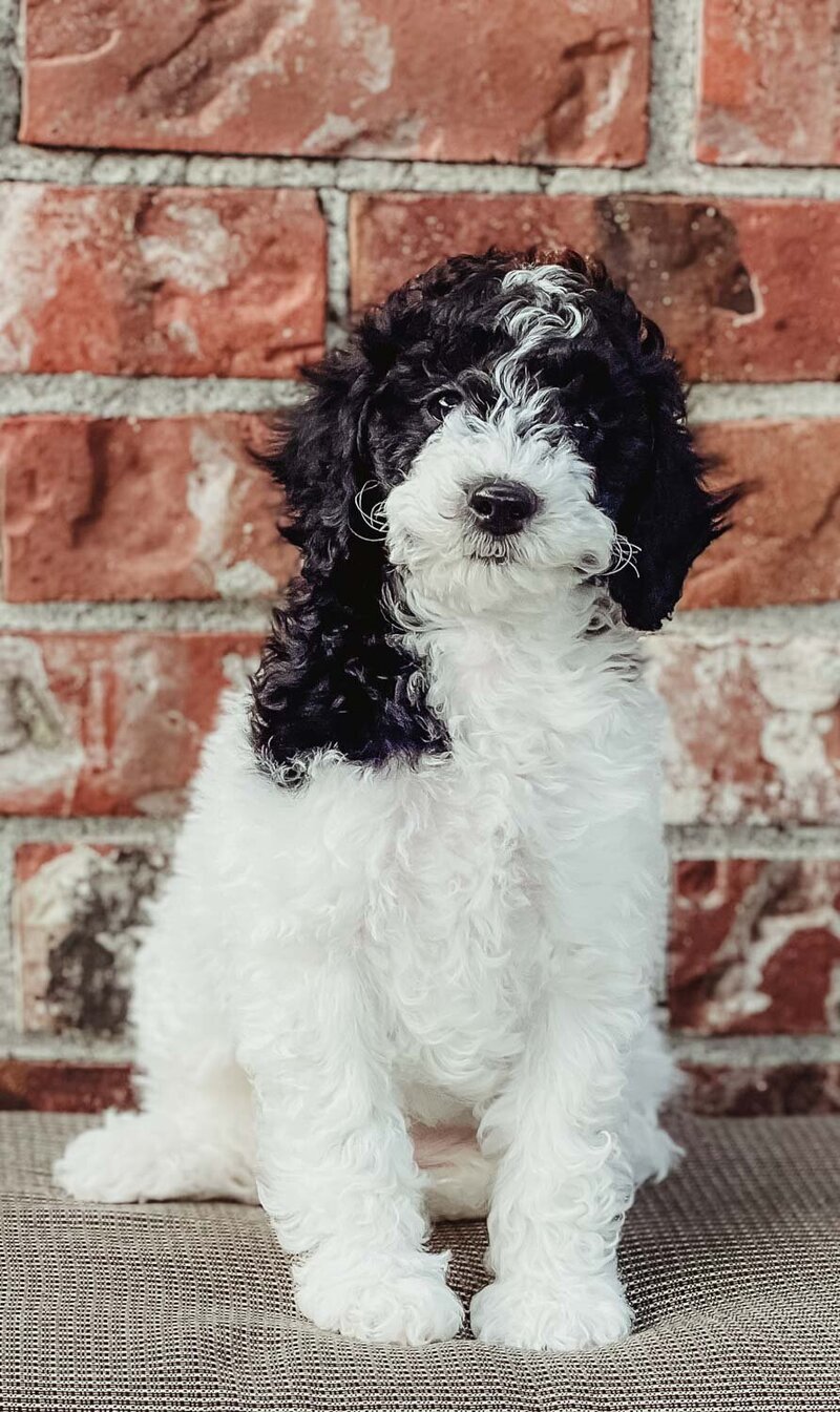 Salish Sea Miniature Poodles--52