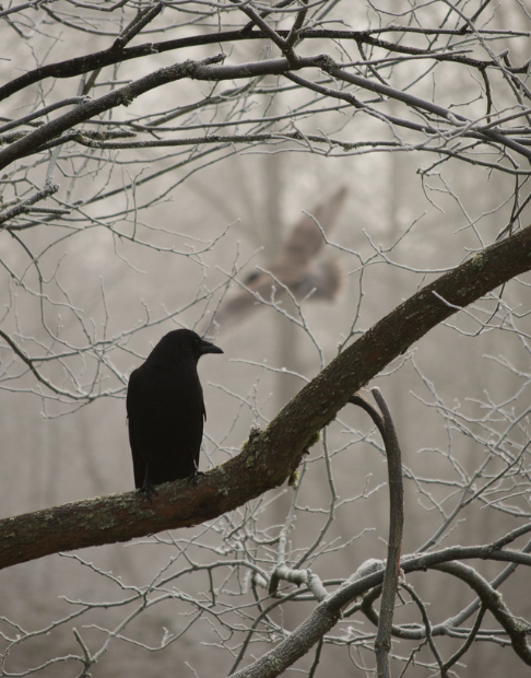 winter-raven-hawk-488w