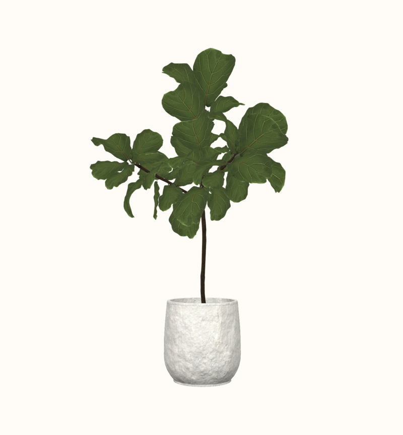RH Fiddle Leaf Fig