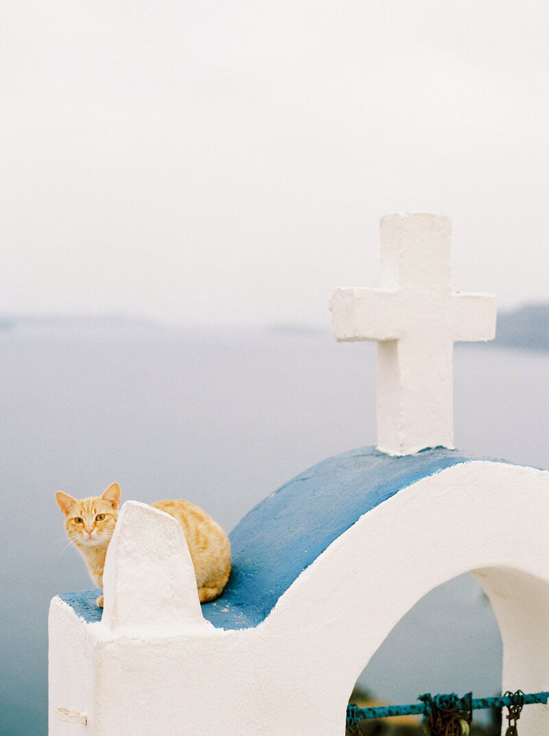 Santorini cat