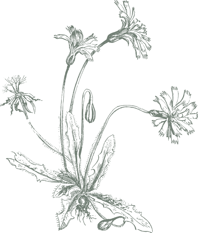 Sketch drawing of a Hairy Thrincia flower