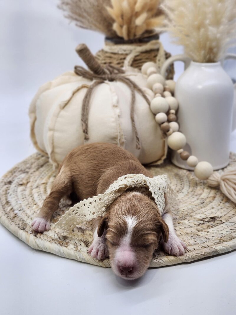 038ce9d5-de98-45c0-aa7c-37bf194afa35