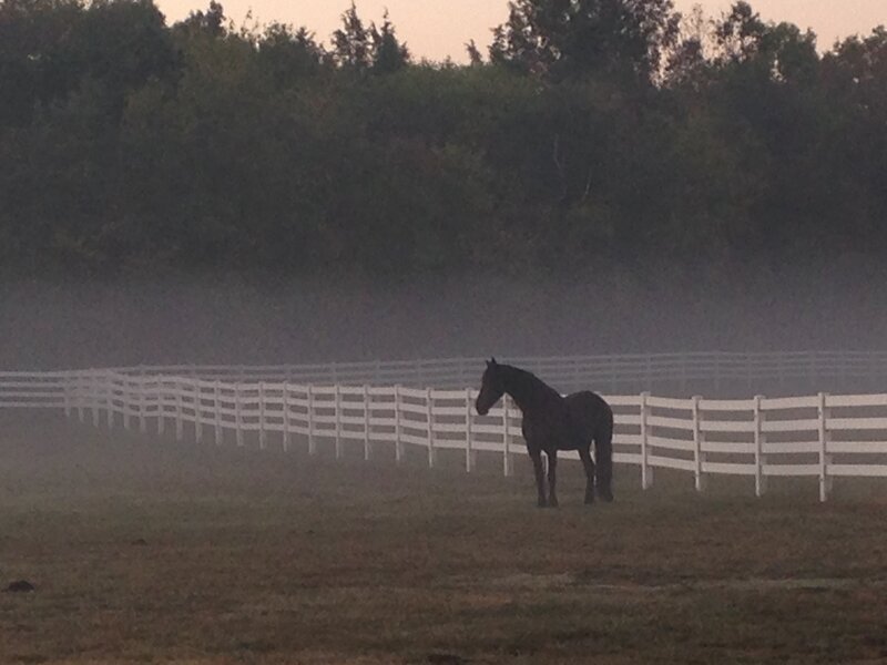 Black Fresian Horse Standing in Misty Morning by a Fenceline