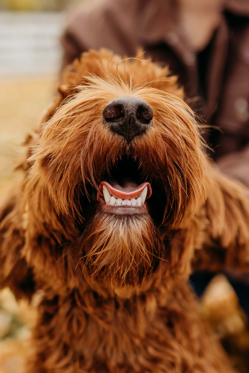 Australian-Labradoodle-Dog-Breeder-British-Columbia_(86)