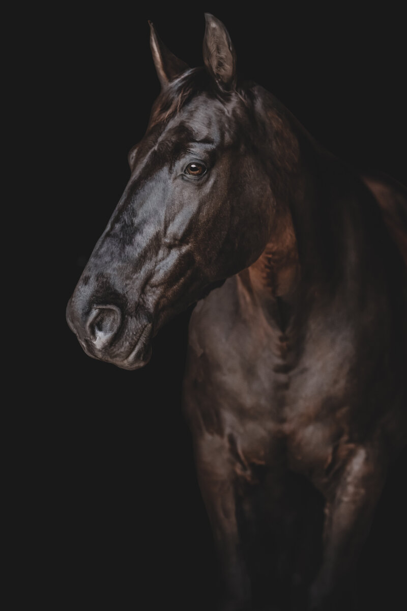 Equine Photography black background