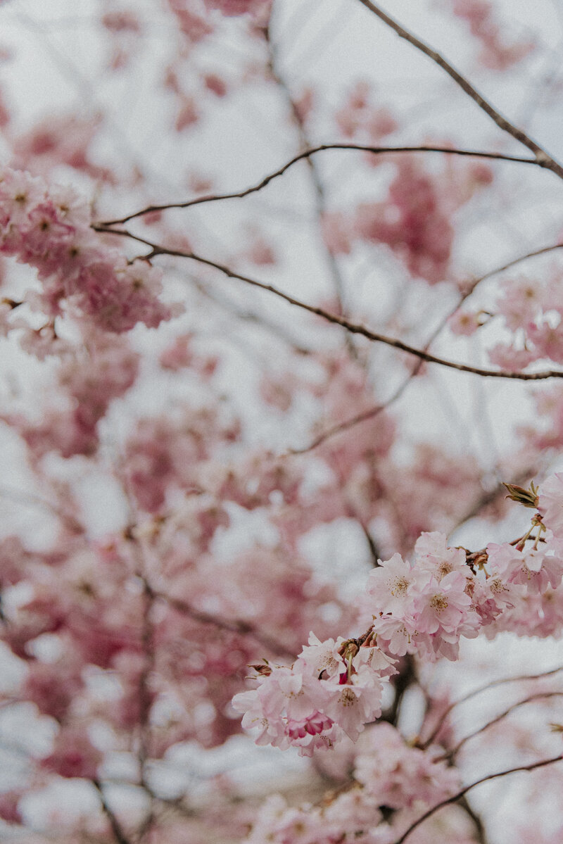 Cherry blossoms for an elopement in eastern France