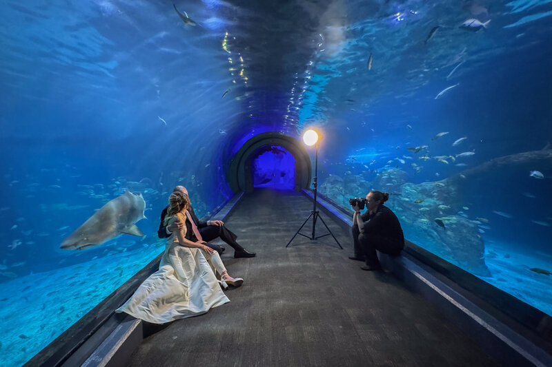 Photographer capturing the bride and groom in a stunning portrait session inside the shark tunnel at Adventure Aquarium, surrounded by swimming sharks.
