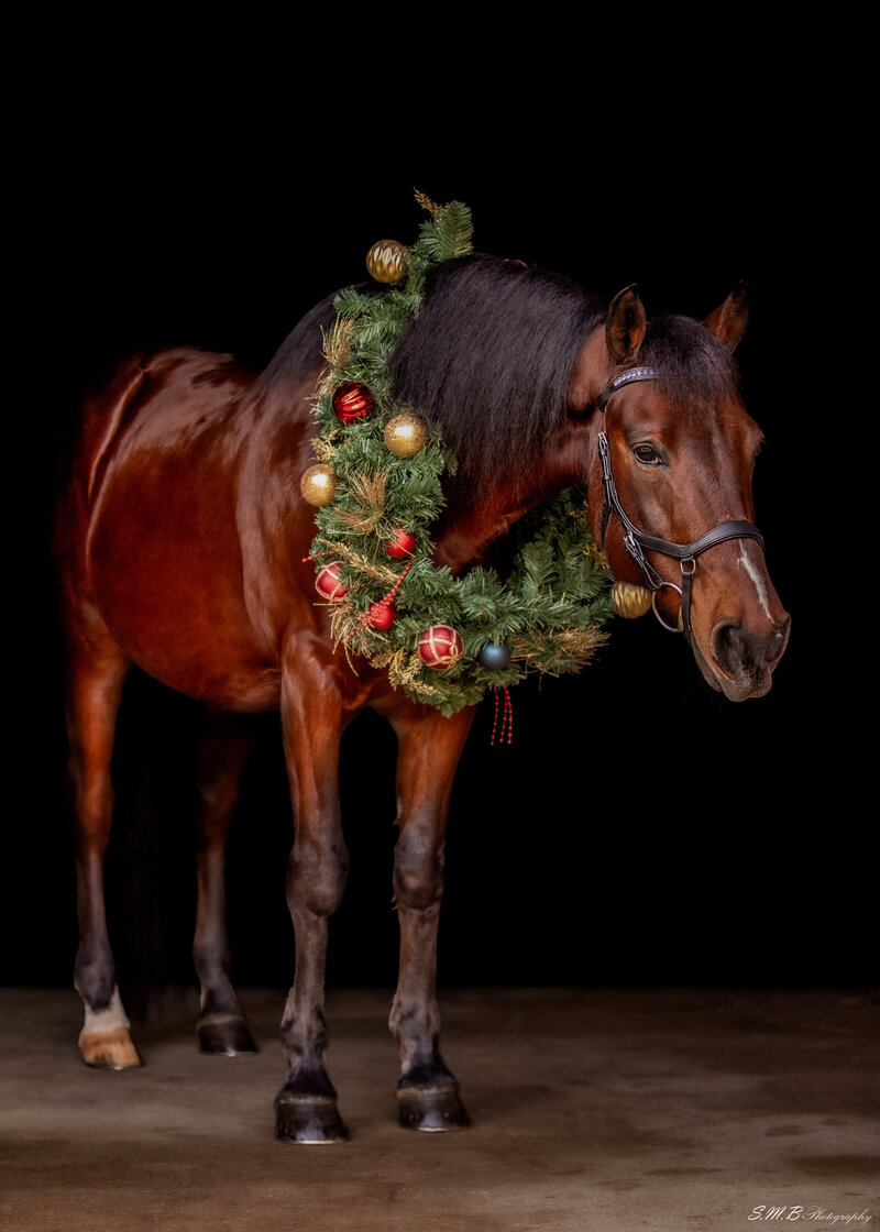 20241214-20241214-_MG_8959