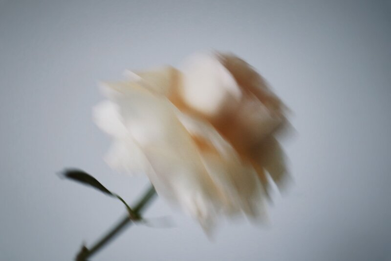 Image of artistic floral imagery from Brand photographer nyc at ADP Studio