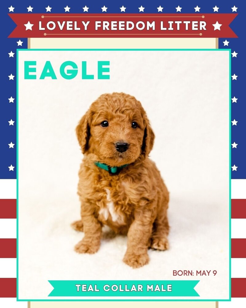 Freedom - Teal Eagle Male
