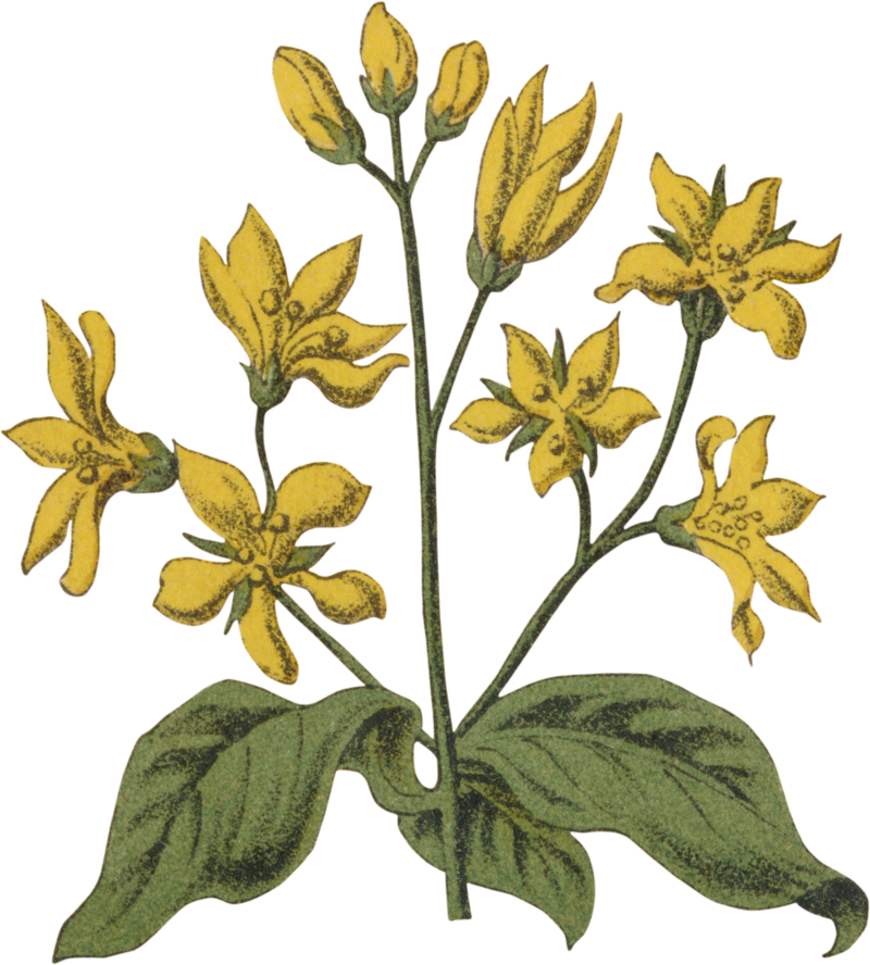 Green and yellow flower graphic of Yellow Loosestrife