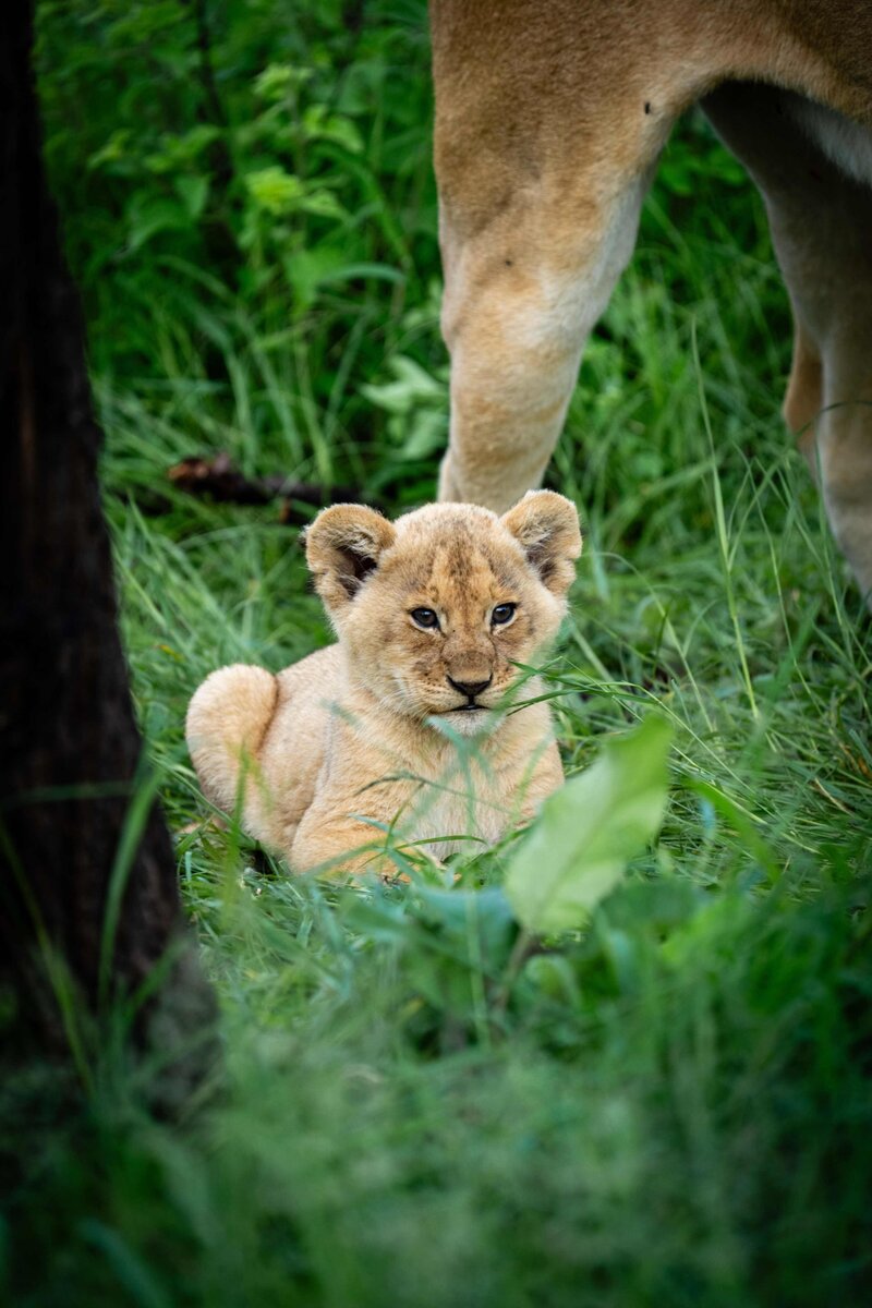 TAASA Safari Wildlife (2)