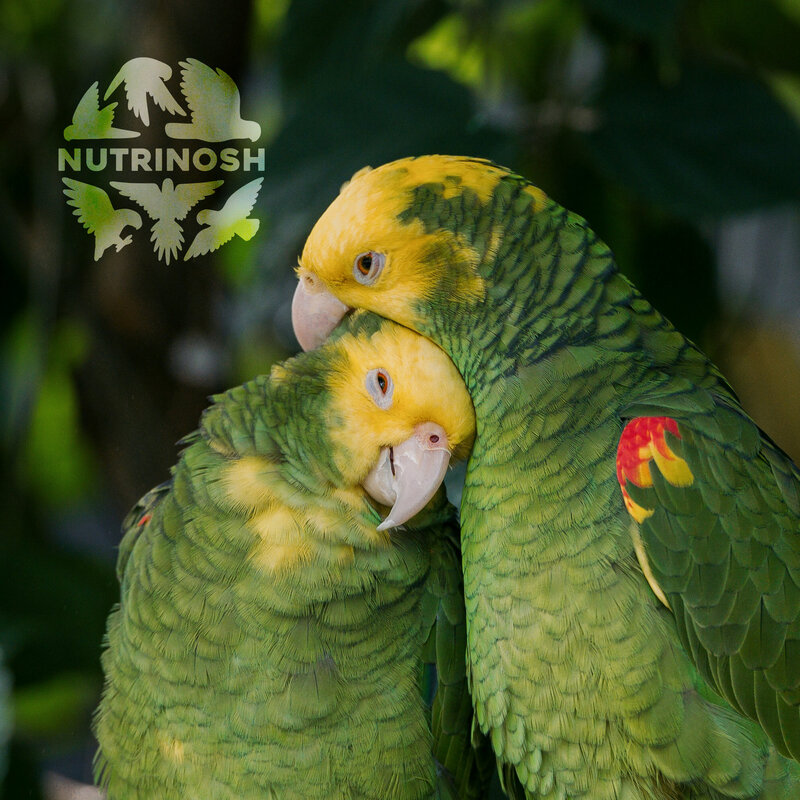 Nutrinosh_Logo