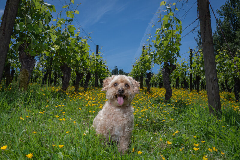 brown dog in vineyard