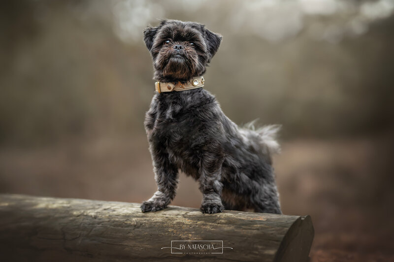 Een zwarte boomer die op een boomstam staat met zijn voorpootjes bij de Geffense Plas in Oss