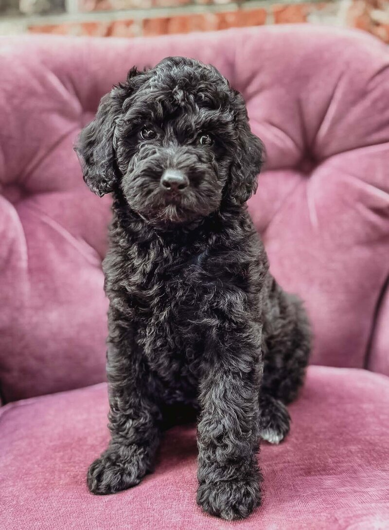 Salish Sea Miniature Poodles--143