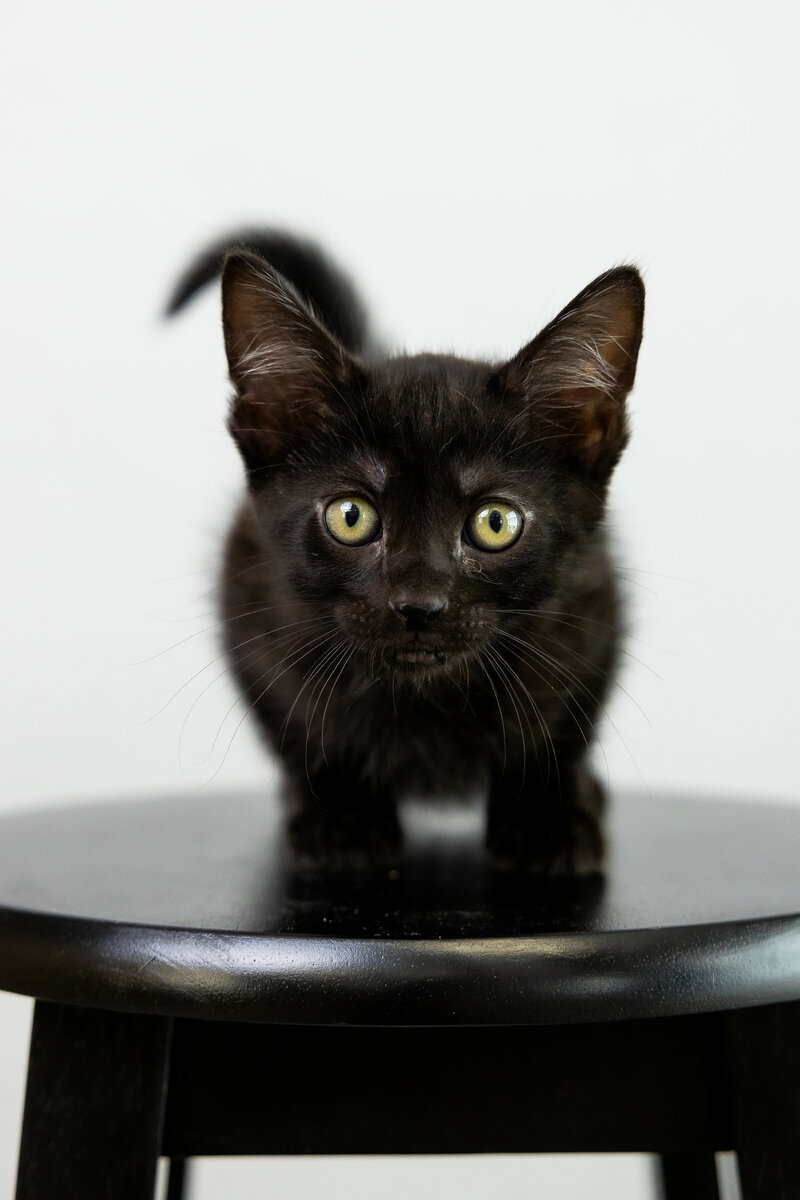 black kitten sits on a photographers stool for pet portraits in sacramento