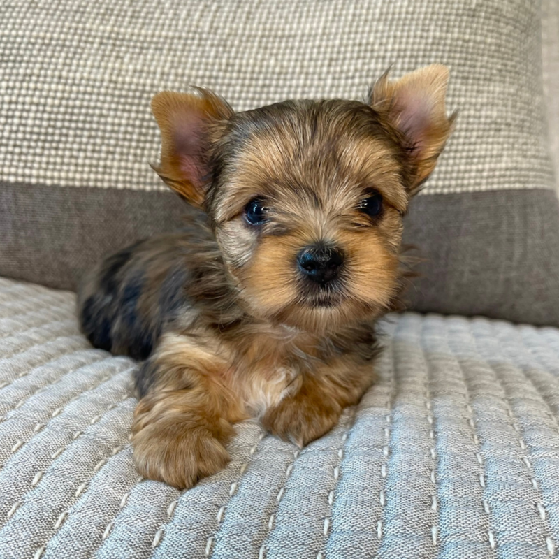 A multi-colored Yorkie puppy sitting down on a blanket staring at you