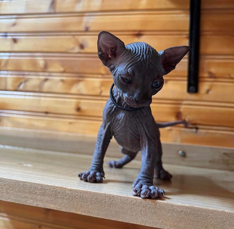 Medgan- Dobby