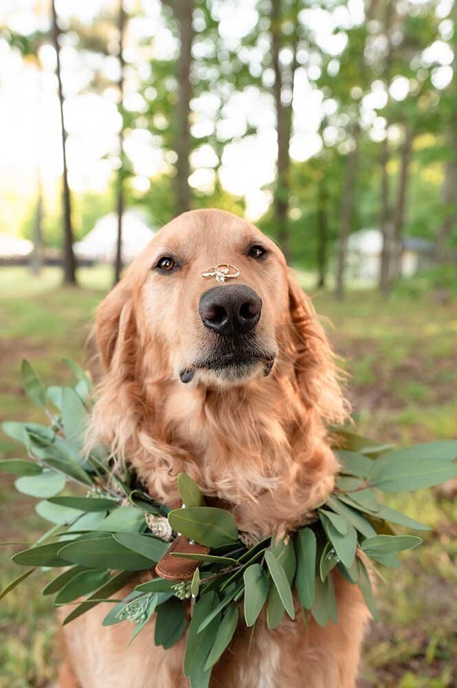 golden retreiver Dog holding wedding rings