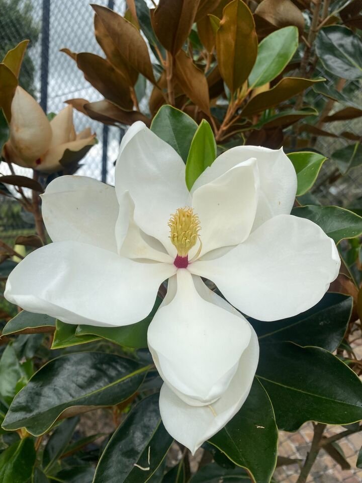mature Teddy Bear Magnolia Trees for Sale in Sydney