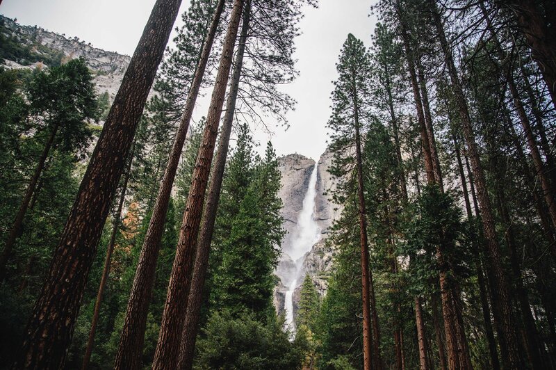 waterfall and trees