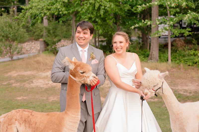 A wedding reception with alpacas and Northern Virginia Wedding photographer there to take all the photos