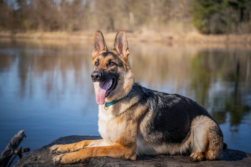 German Shepherd is laying on a rock by the st. louis river in Chamber's Grove park. Captured during a pet session in Duluth, MN with Joanna of Paddle Paws Photography.
