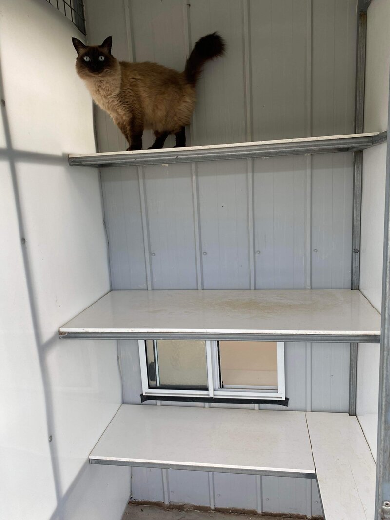 Cat Boarding 4