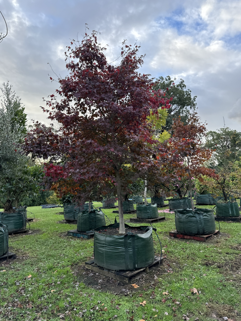 Japanese Bloodgood Maple - Mature Trees Sydney - Go Green Nurseries - Acer Palmatum Dissectum